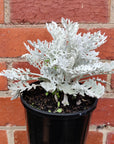 Cineraria Silver Dust - Dusty Miller - 14cm pot Folia House
