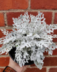 Cineraria Silver Dust - Dusty Miller - 14cm pot Folia House
