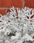 Cineraria Silver Dust - Dusty Miller - 14cm pot Folia House