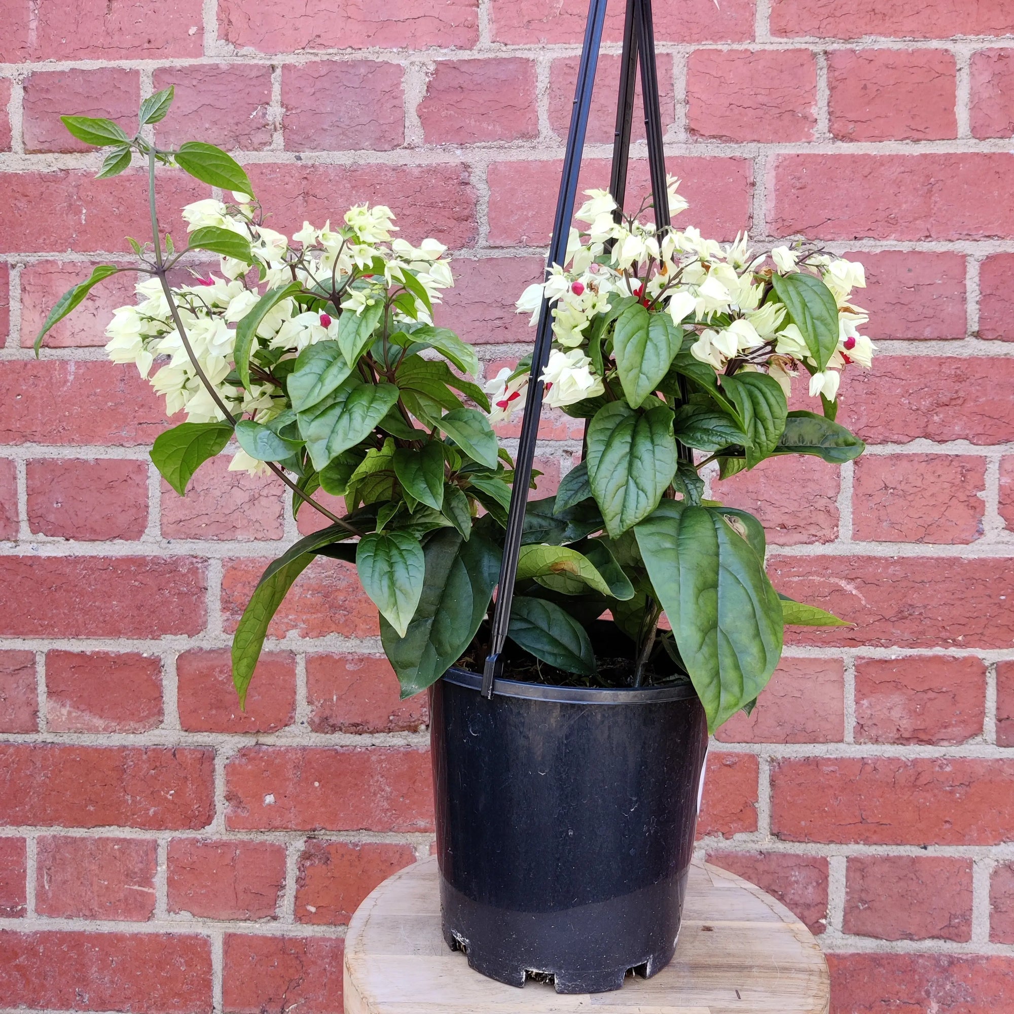 Clerodendrum thomsonaie - Bleeding heart vine - 17.5cm HB Folia House