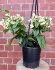 Clerodendrum thomsonaie - Bleeding heart vine - 17.5cm HB Folia House