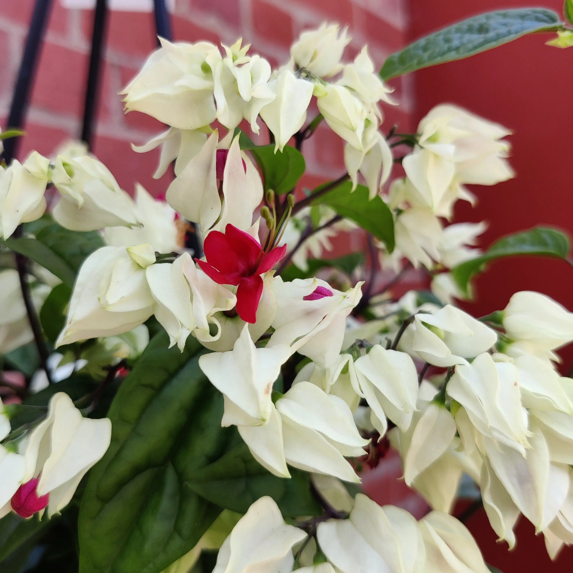 Clerodendrum thomsonaie - Bleeding heart vine - 17.5cm HB Folia House