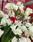 Clerodendrum thomsonaie - Bleeding heart vine - 17.5cm HB Folia House