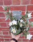 Convolvulus Cneorum Silver Bush - 14cm pot Folia House