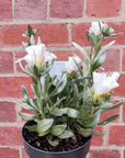 Convolvulus Cneorum Silver Bush - 14cm pot Folia House