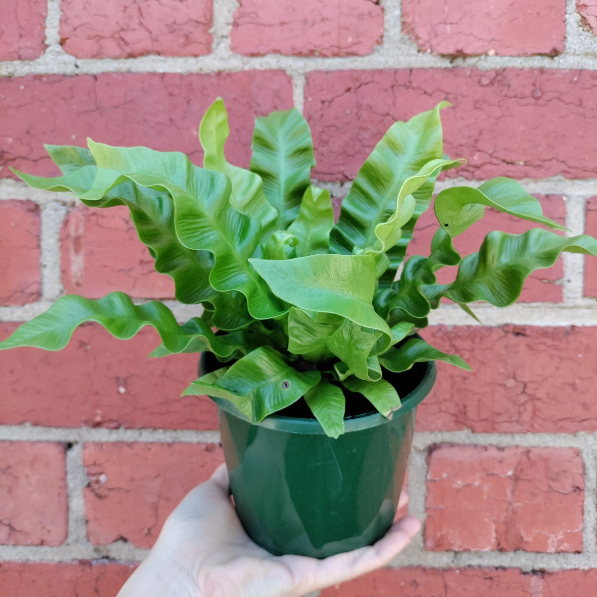 Crispy wave Bird Nest Fern (Asplenium Nidus) - 13cm Pot Folia House