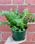 Crispy wave Bird Nest Fern (Asplenium Nidus) - 13cm Pot Folia House