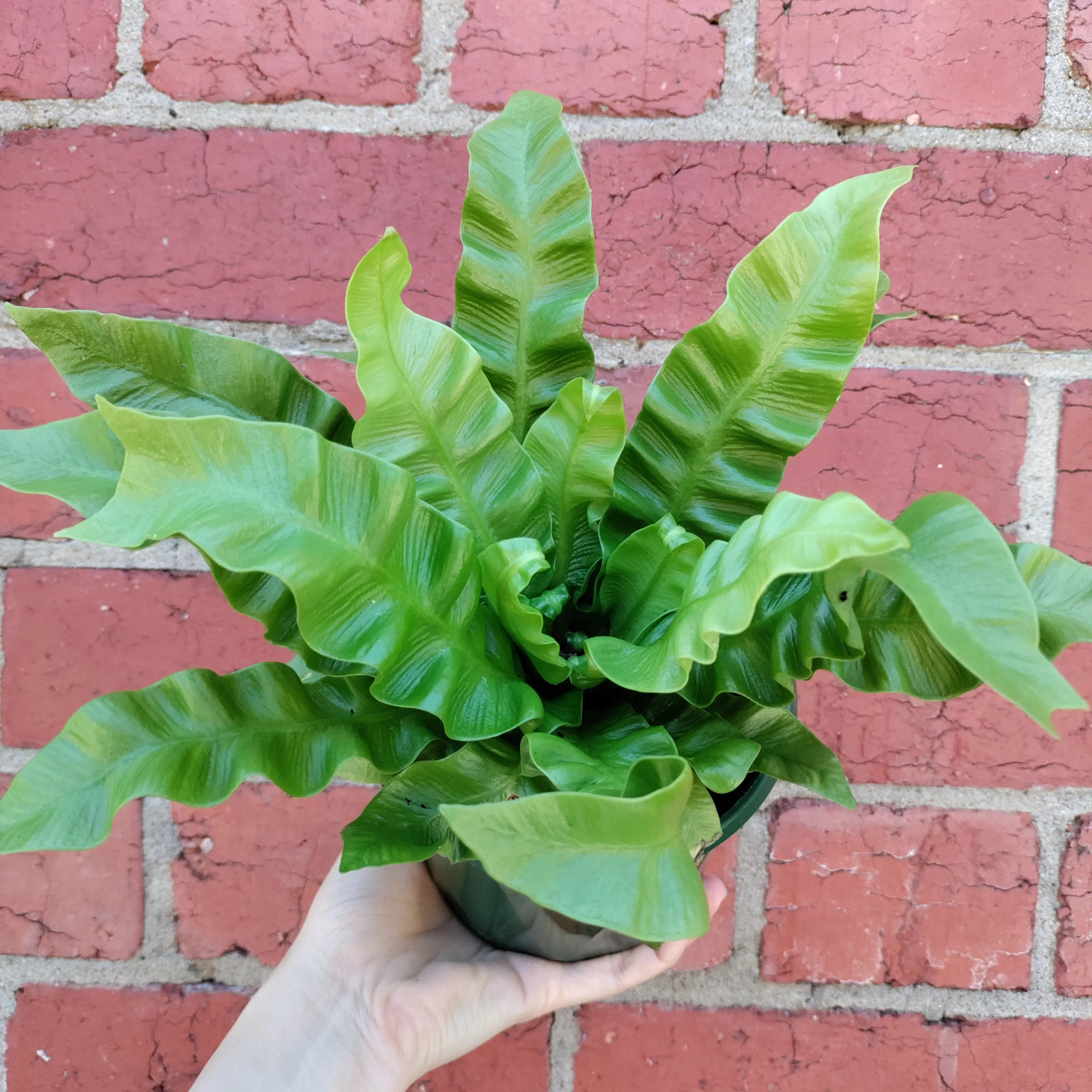 Crispy wave Bird Nest Fern (Asplenium Nidus) 13cm Pot Folia House