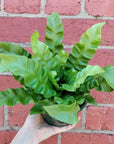 Crispy wave Bird Nest Fern (Asplenium Nidus) - 13cm Pot Folia House
