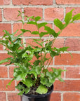 Crytomium Falcatum - Japanese Holly Fern - 14cm pot Folia House