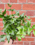 Crytomium Falcatum - Japanese Holly Fern - 14cm pot Folia House