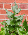 Crytomium Falcatum - Japanese Holly Fern - 14cm pot Folia House