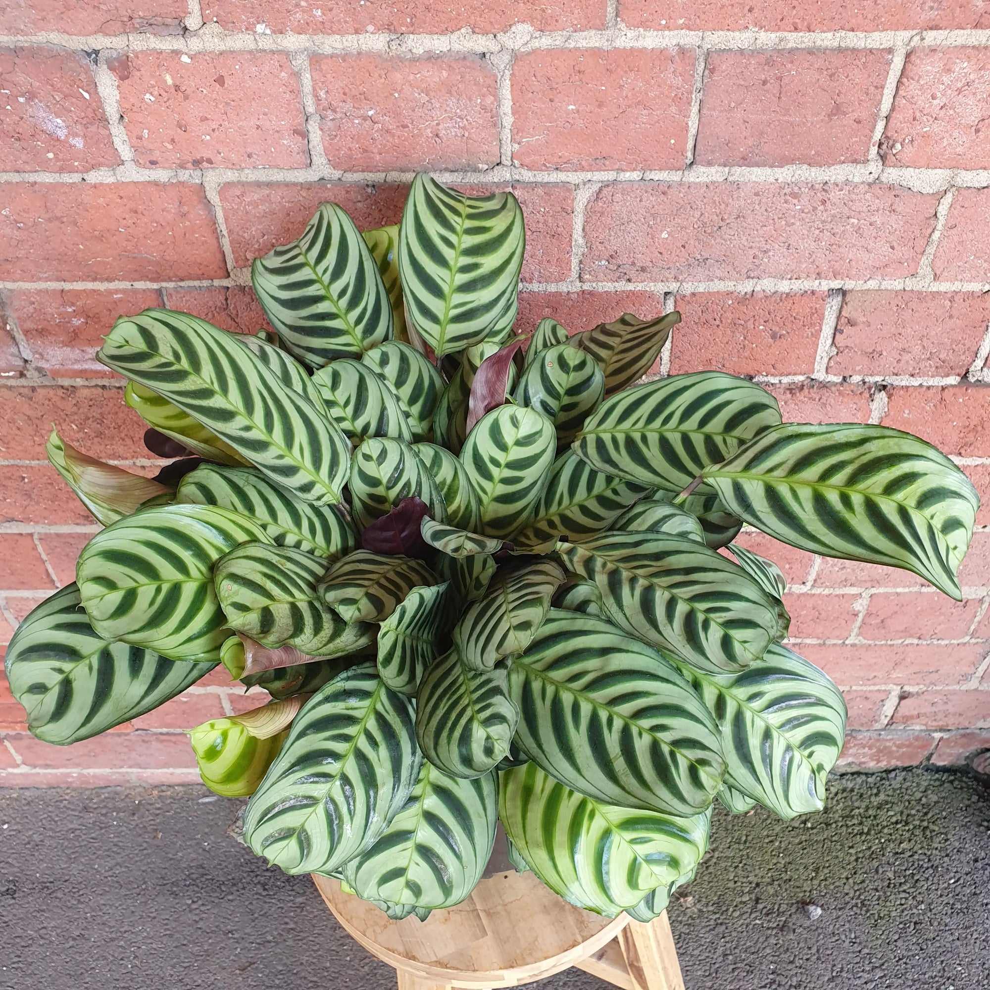 Ctenanthe Burle Marxii - 20cm pot Folia House