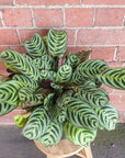 Ctenanthe Burle Marxii - 20cm pot Folia House