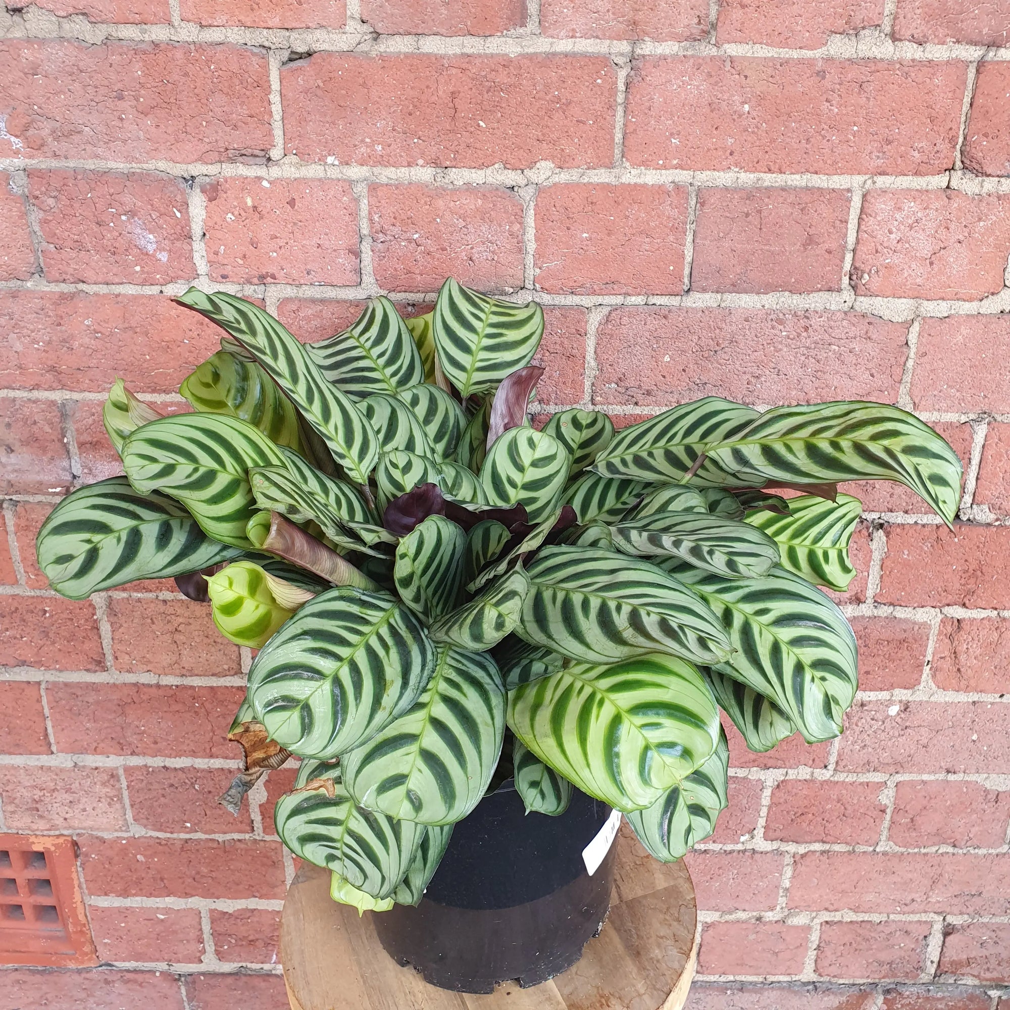 Ctenanthe Burle Marxii - 20cm pot Folia House