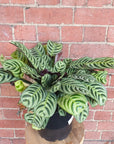Ctenanthe Burle Marxii - 20cm pot Folia House