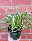 Curly Spider plant (Chlorophytum comosum) - 13cm pot Folia House