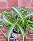 Curly Spider plant (Chlorophytum comosum) - 13cm pot Folia House