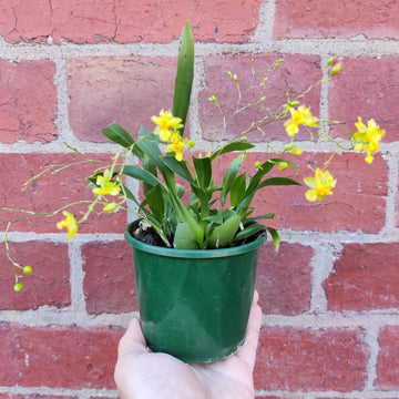 Dancing lady orchid - Oncidium Twinkle 'Yellow' - 10cm pot Folia House