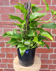 Devil's Ivy (Epipremnum aureum) - 20cm Pot Totem Folia House