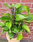 Devil's Ivy (Epipremnum aureum) - 20cm Pot Totem Folia House