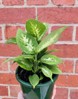 Dieffenbachia Hybrids - 13cm Pot Folia House