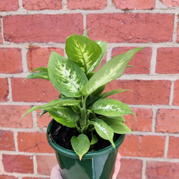 Dieffenbachia Hybrids - 13cm Pot Folia House