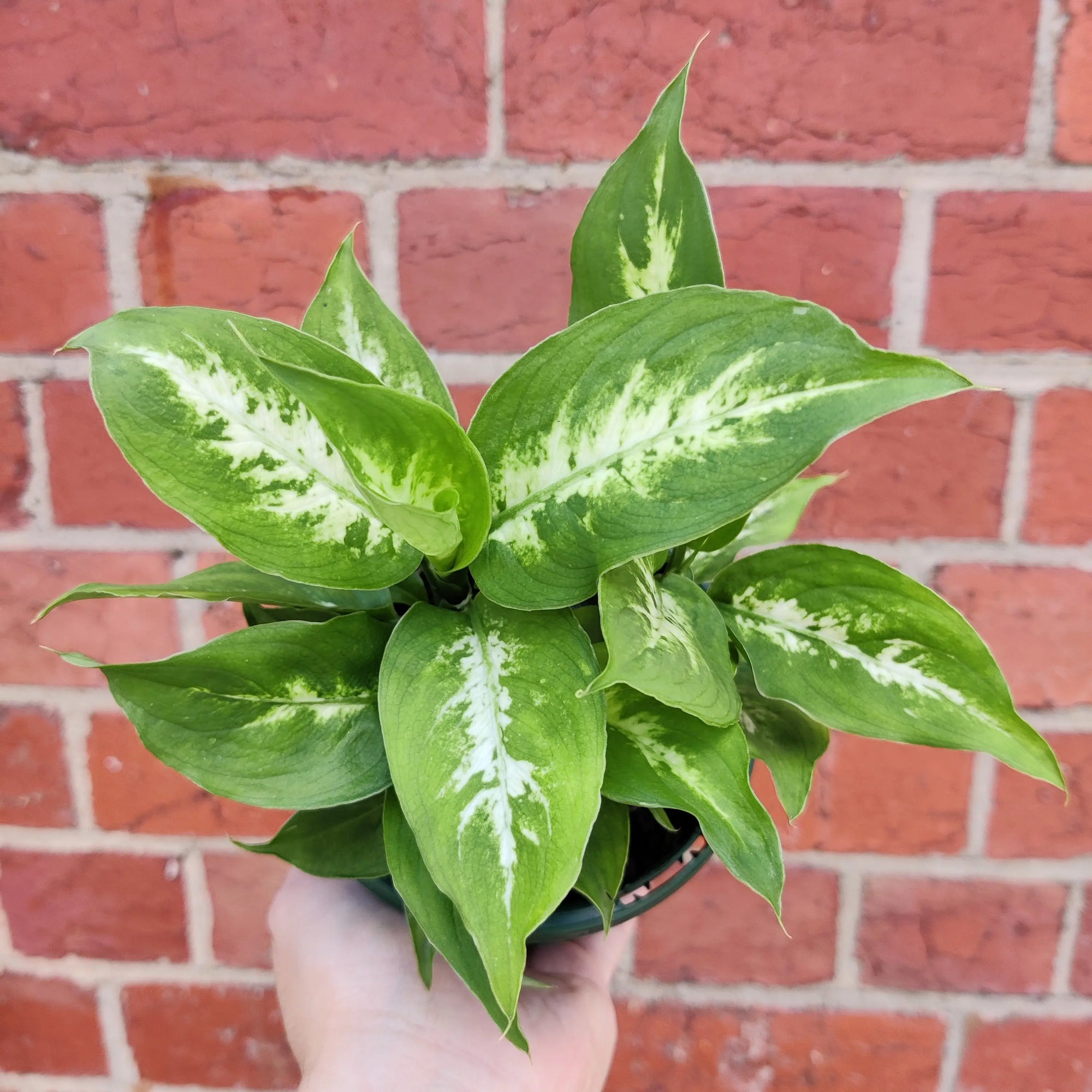 Dieffenbachia Hybrids - 13cm Pot Folia House