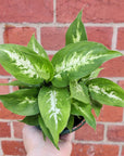 Dieffenbachia Hybrids - 13cm Pot Folia House
