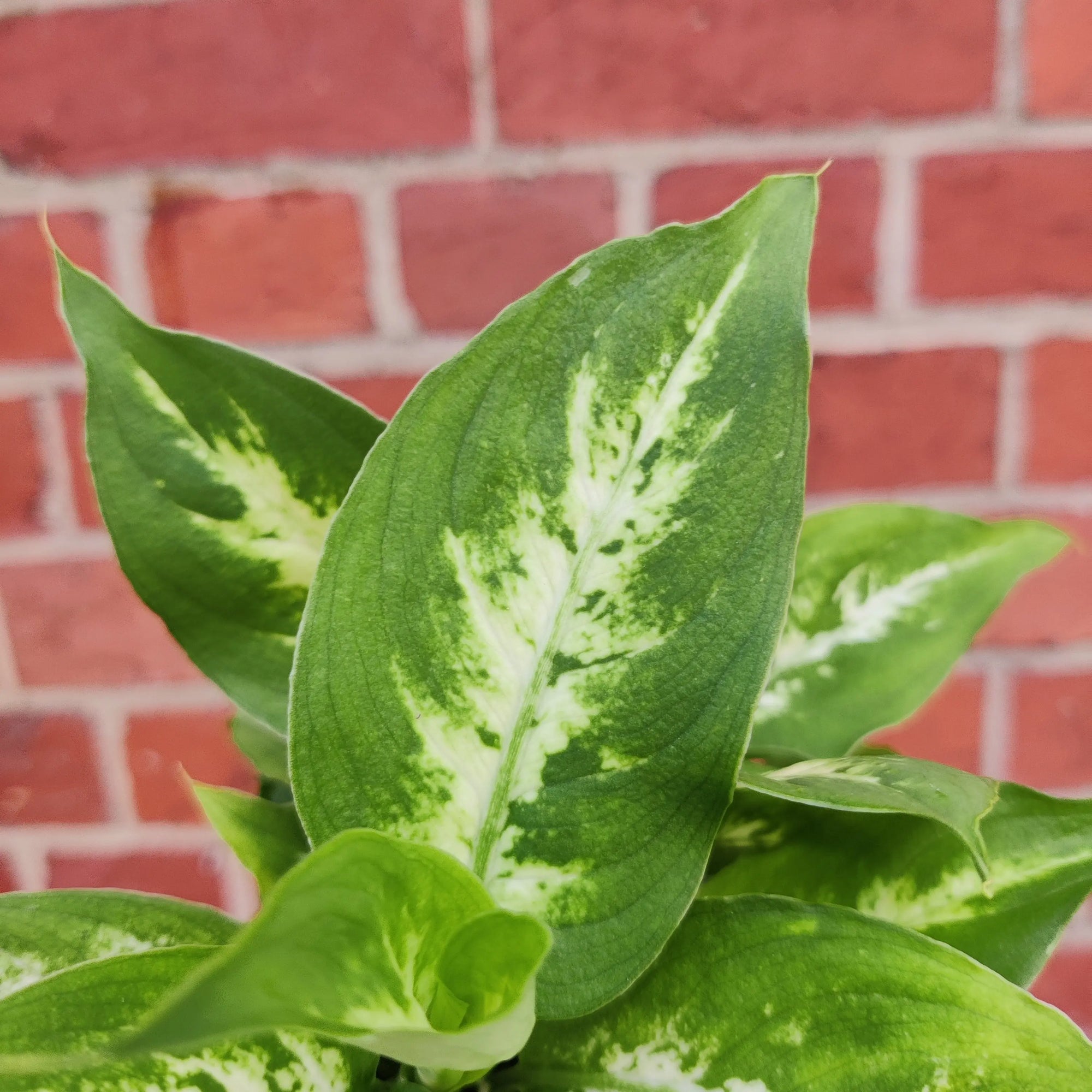 Dieffenbachia Hybrids - 13cm Pot Folia House