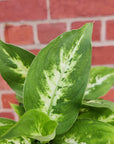 Dieffenbachia Hybrids - 13cm Pot Folia House