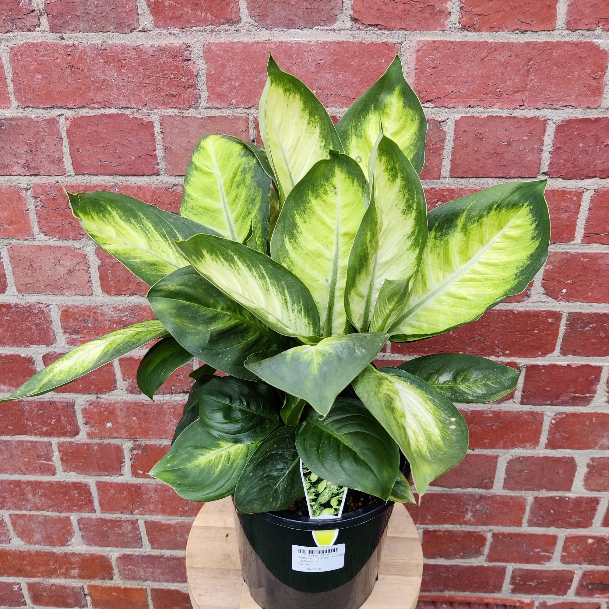 Dieffenbachia Tropic Marianne - 20cm Pot Folia House