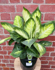 Dieffenbachia Tropic Marianne - 20cm Pot Folia House