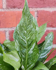 Domino Peace lily (Spathiphyllum) - 13cm Pot Folia House
