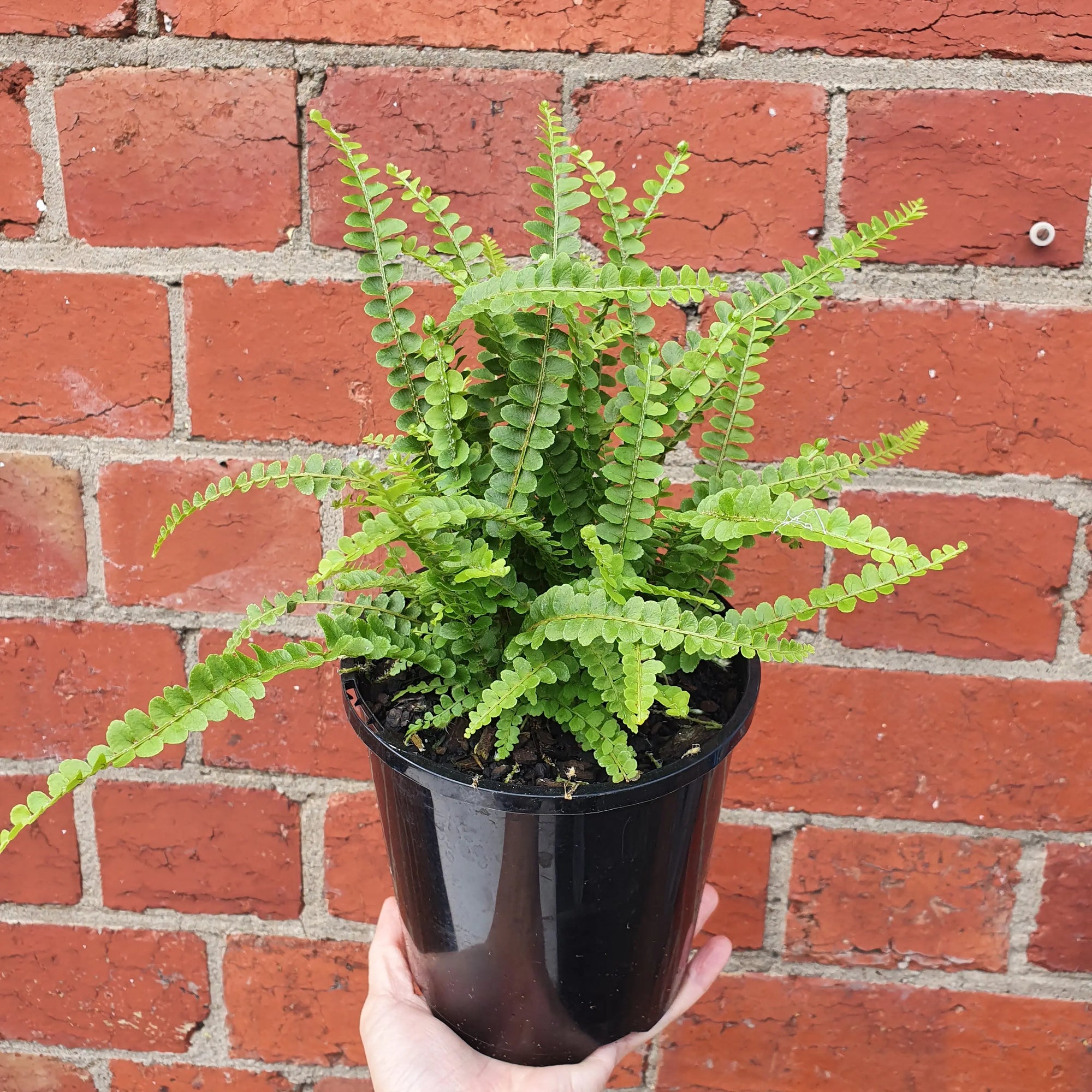 Duffii Fern -14cm pot Folia House