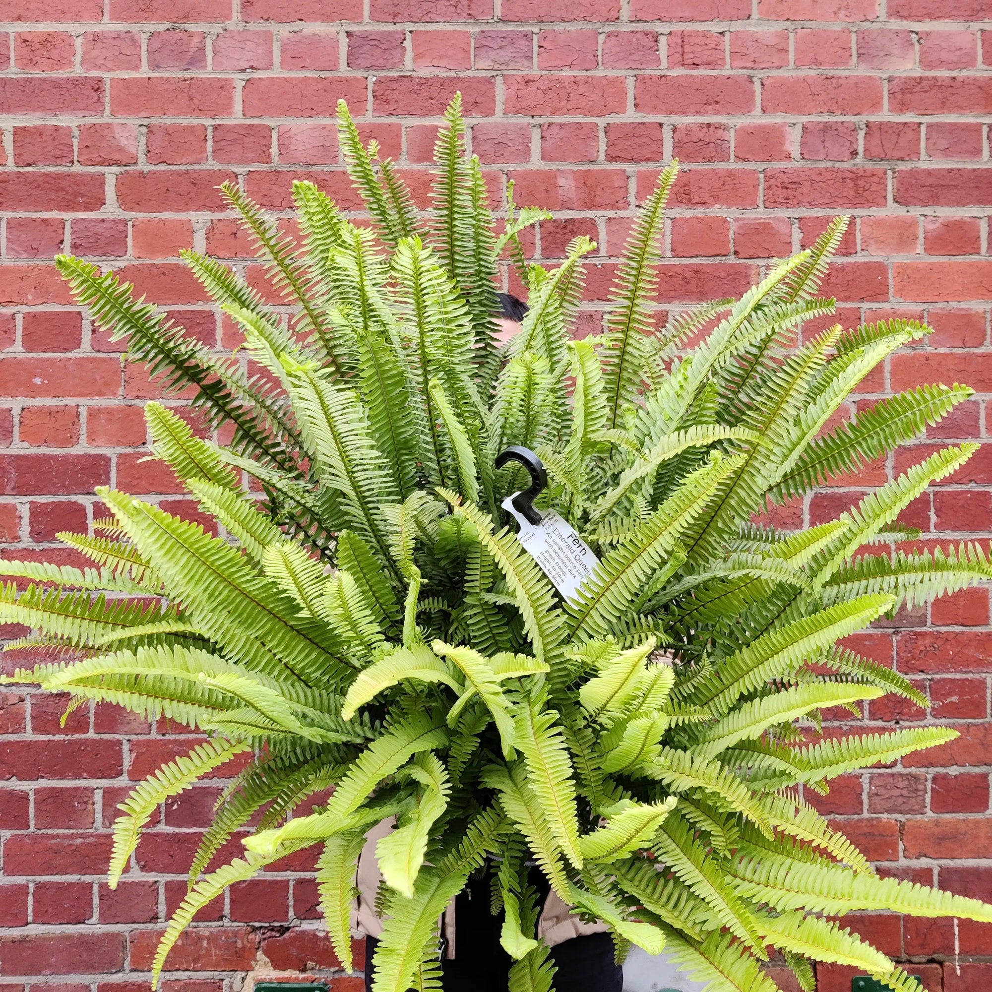 Emerald Queen Fern - 27cmHB Folia House