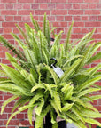 Emerald Queen Fern - 27cmHB Folia House