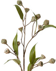 Eucalyptus Gum Nut Stem Grey Green 20x5x72cm