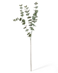 Eucalyptus Spray Grey Green 15x5x100cm