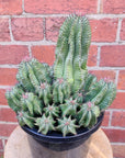 Euphorbia Polygona - 20cm pot Folia House