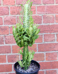Euphorbia Trigona 'Green' - 15cm pot Folia House