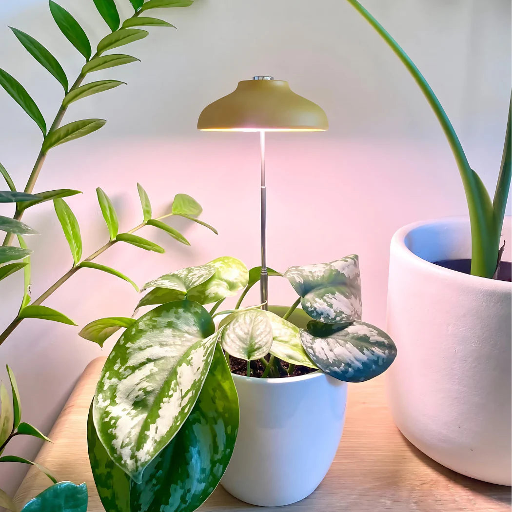 Instant Sun Grow Lamp - "We The Wild"