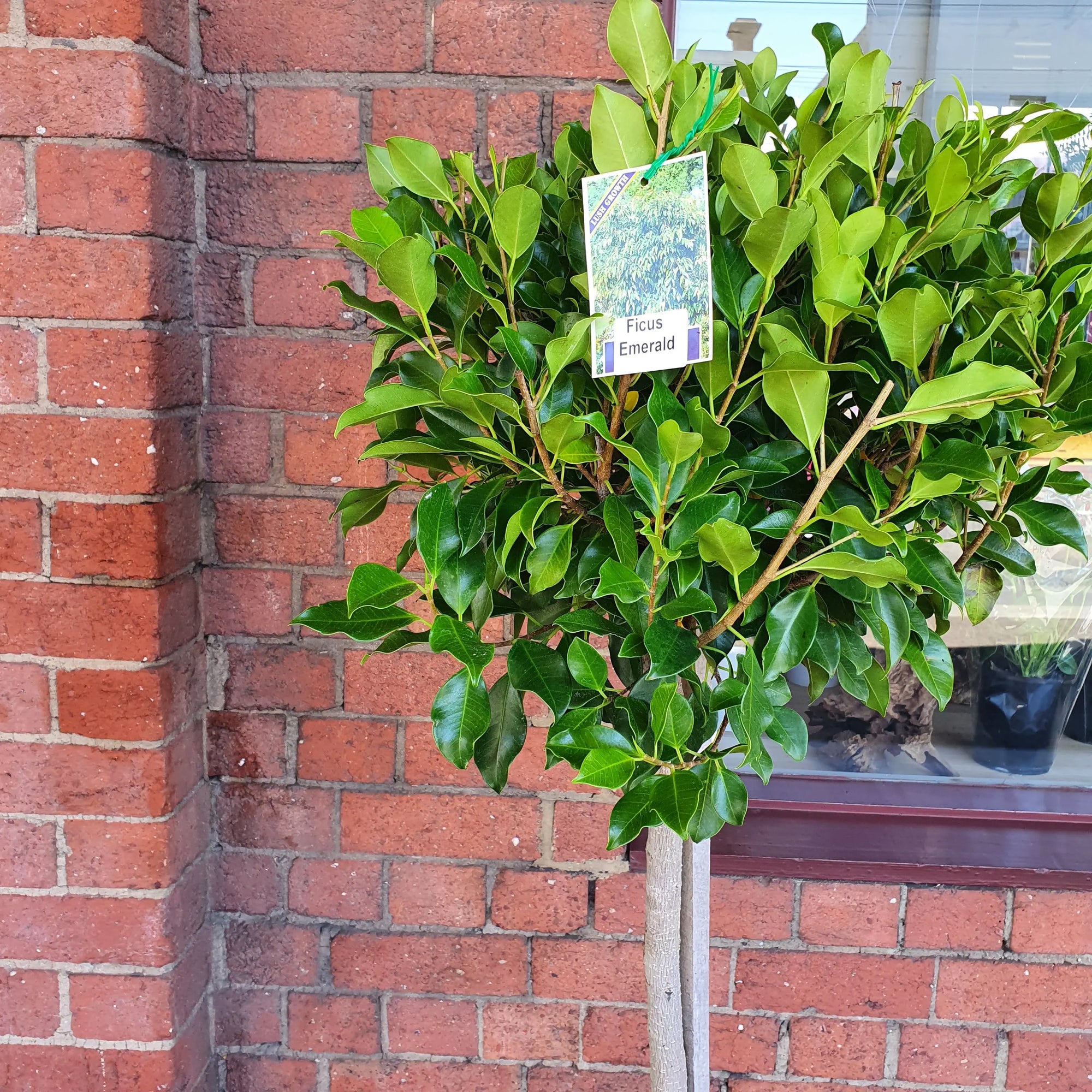 Ficus Emerald - 30cm Pot Folia House