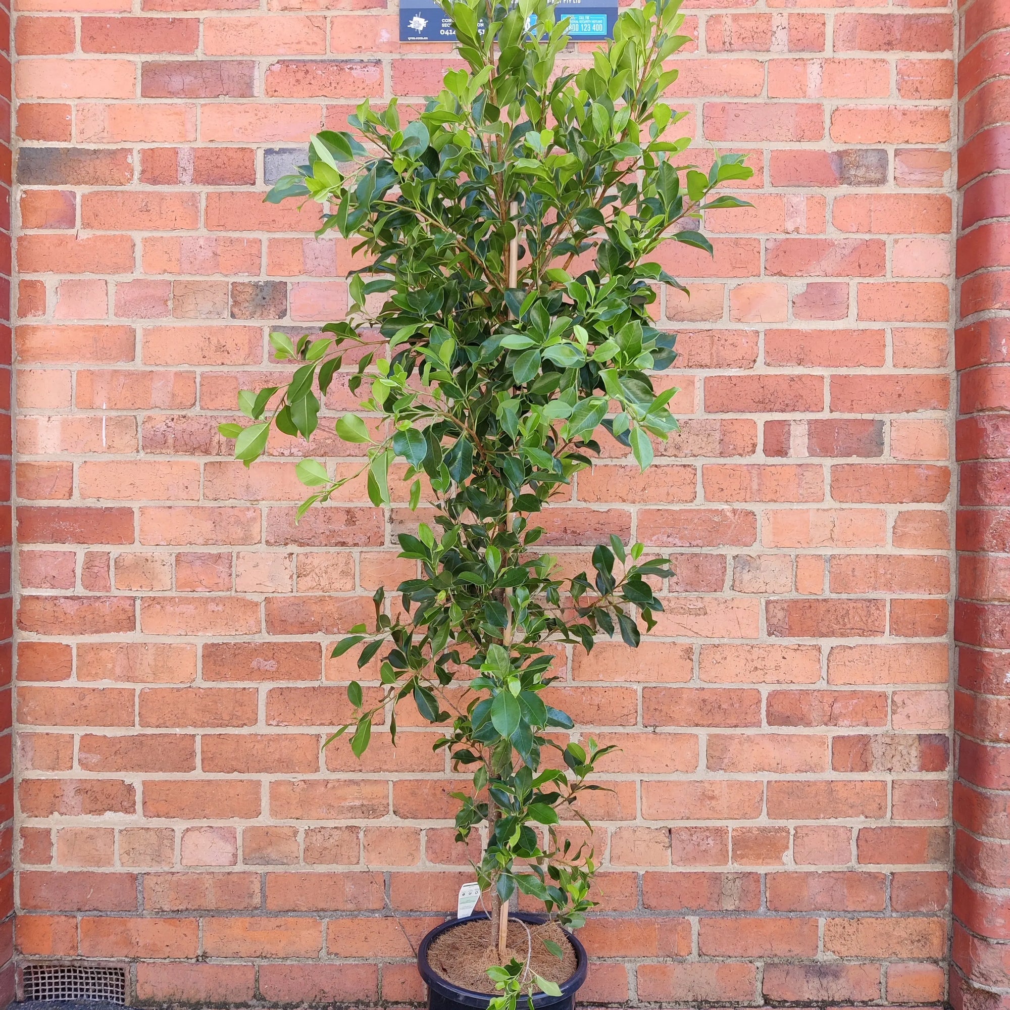 Ficus Hillii 'Flash' - 30cm Pot Folia House