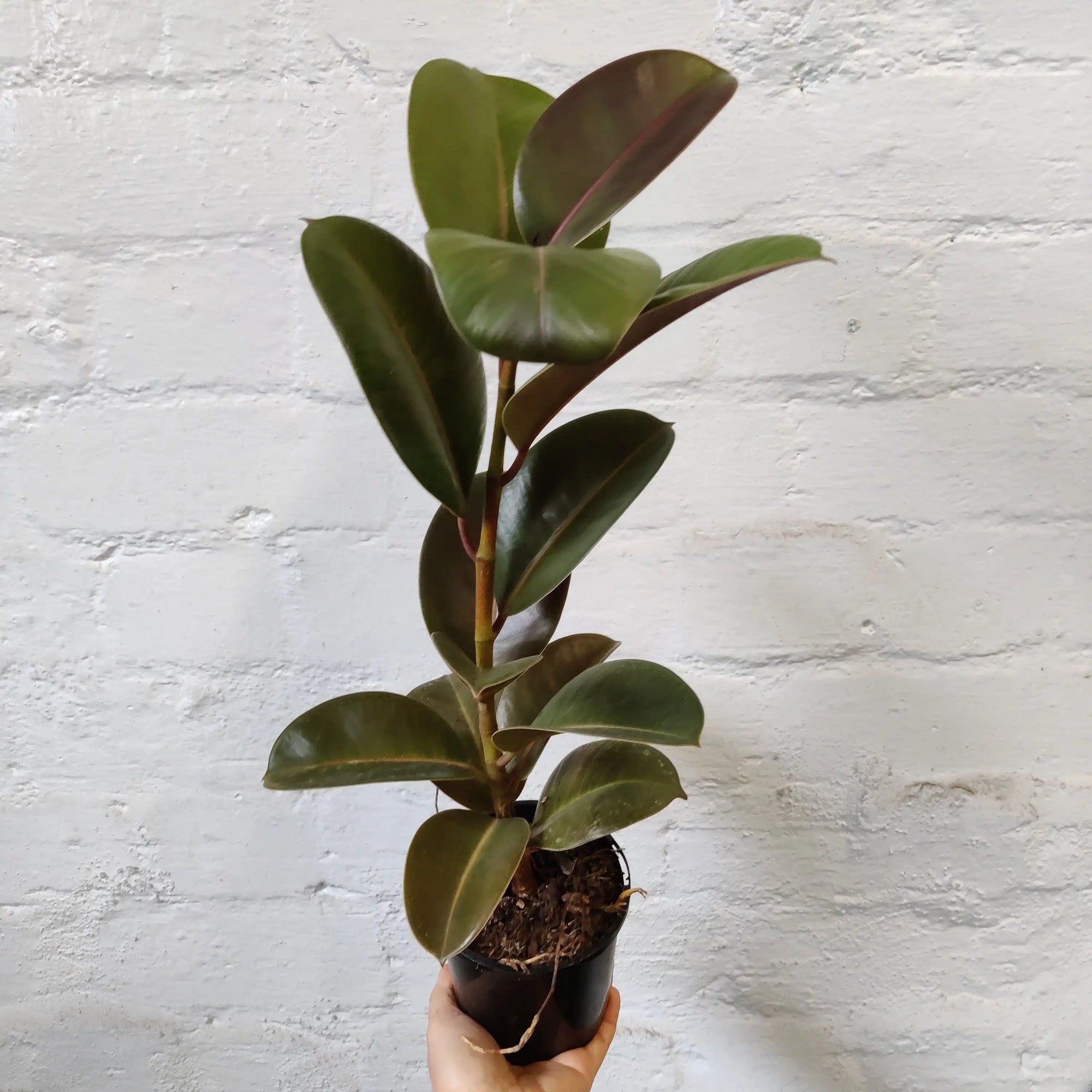 Ficus Sofia - 10cm pot Folia House