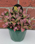 Fittonia - 13cm Pot Folia House