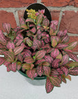 Fittonia - 13cm Pot Folia House