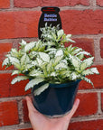 Fittonia Paradisian Star - 13cm pot Folia House