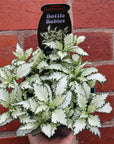 Fittonia Paradisian Star - 13cm pot Folia House