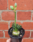 Frizzle Sizzle  (Albuca spiralis)- 7cm pot Folia House